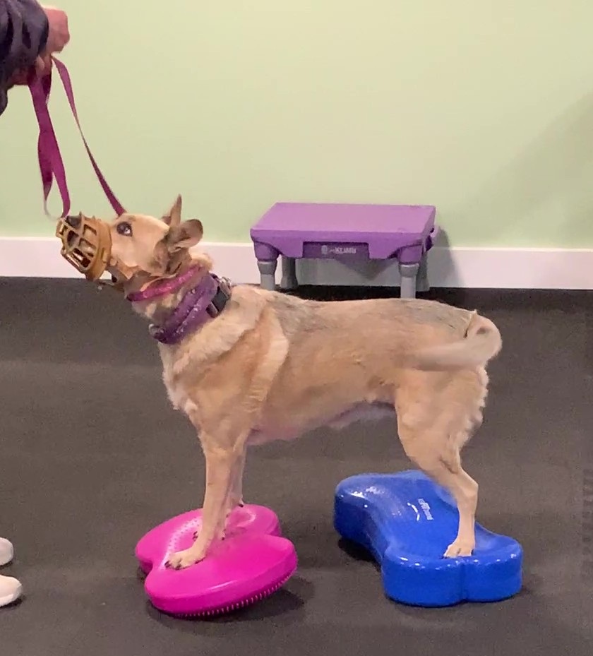 Patty's Sissy wearing muzzle