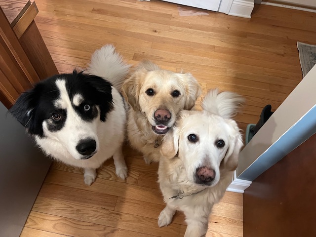 Liz: The 3 family dogs