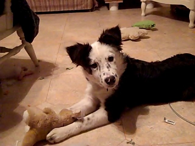 Dog laying down with stuffed toy