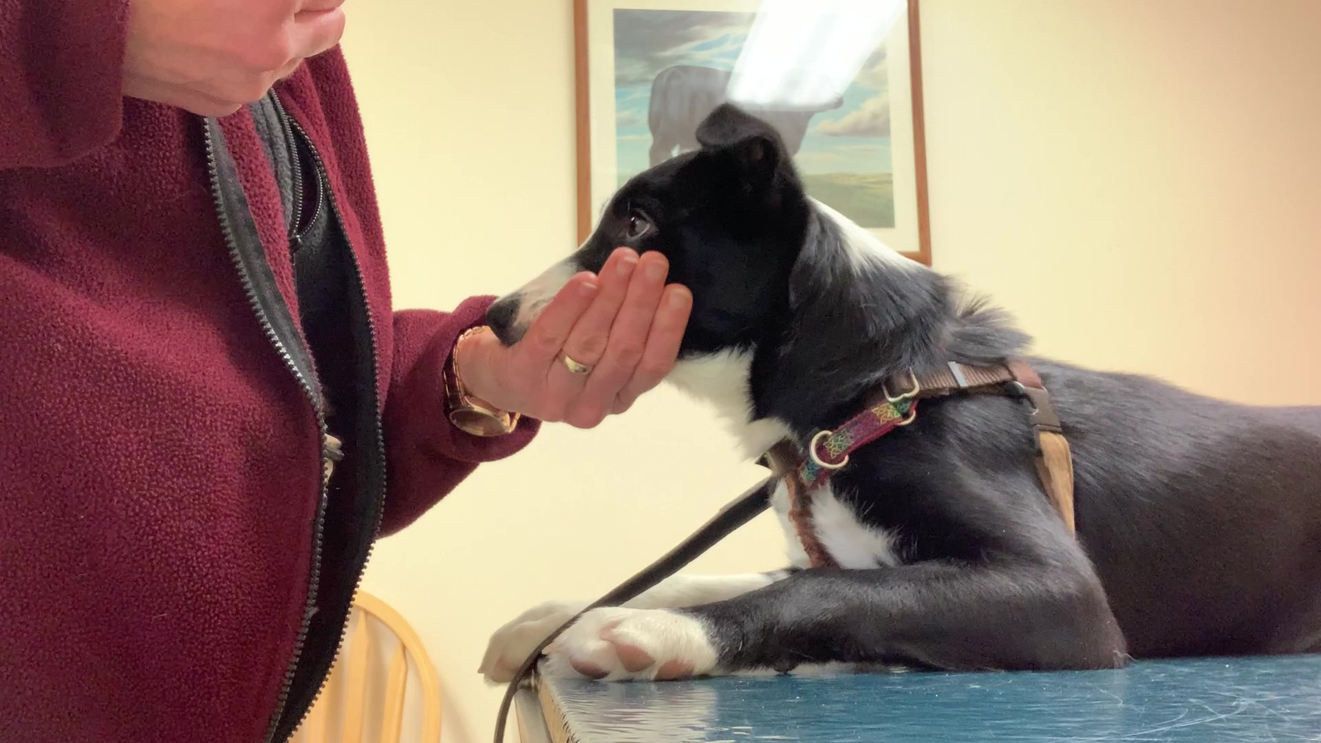 dog wearing a muzzle