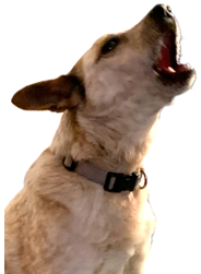 Whisper Barking